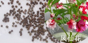 凤仙花种子